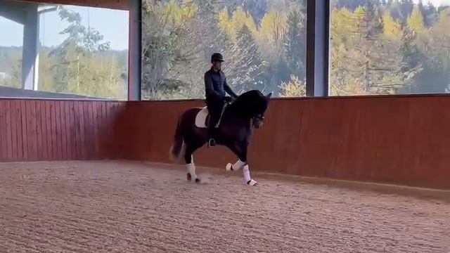 Wiley Coyote 2020 Andalusian gelding смотреть онлайн