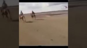 Николай Гусаров   В Диком поле