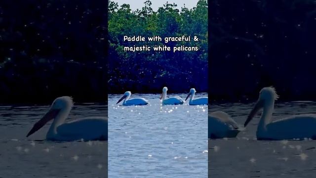 kayaking with white pelicans смотреть онлайн