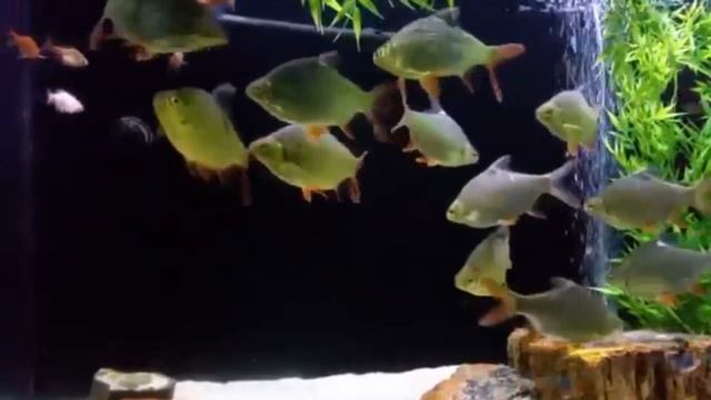 Tinfoil barb care in Sinhala ගැන සියල්ල смотреть онлайн