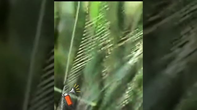 Amazing Birds Sounds 😲 #shorts #ytshorts смотреть онлайн