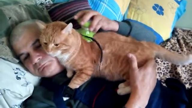 И коты тоже любят массаж. смотреть онлайн