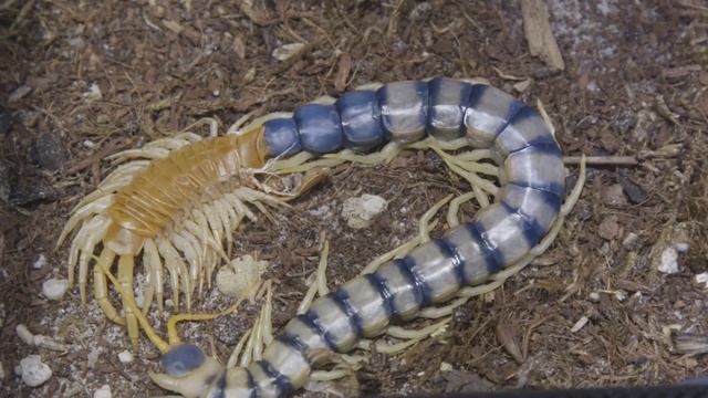 Amazing Timelapse Shows Giant Centipede Molting смотреть онлайн