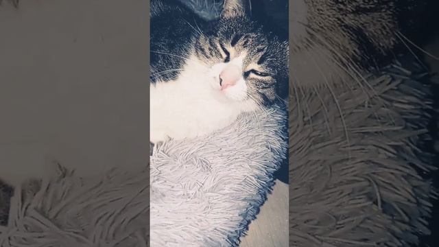 Доброй Ночи. #животные #кот #сон #топ #рекомендации #подпишись смотреть онлайн