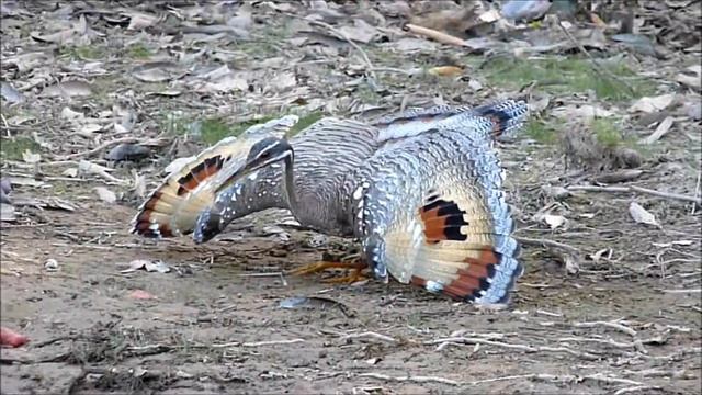 Sunbittern.wmv смотреть онлайн