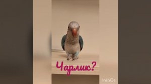 МОНАХ КВАКЕР КАЛИТА ЧАРЛИК 🦜❤️❤️❤️