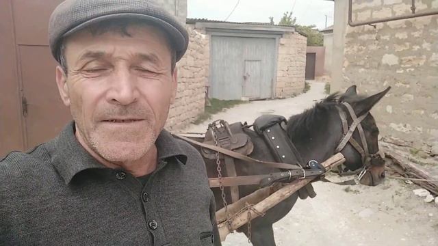 Продаю мула.