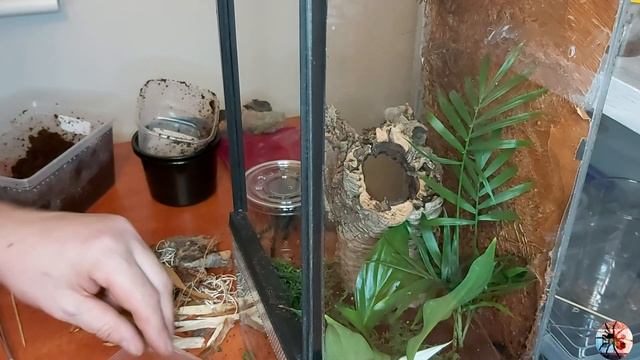 Przeprowadzka Lampropelma nigerrimum-kilka słów o niej :) смотреть онлайн