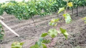 Высокоштамбовая формировка винограда.