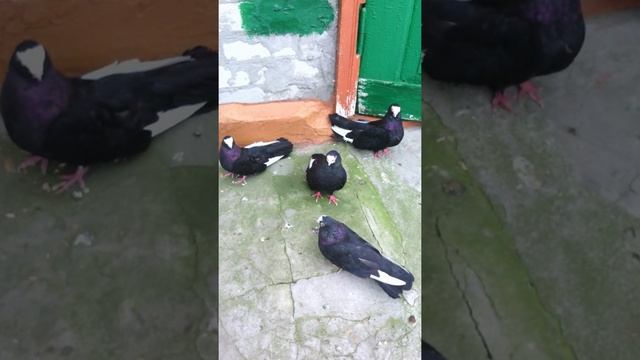 Голуби смотреть онлайн
