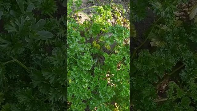 Кабачковая икра !!! 30мин и кушаем !!!!)))) смотреть онлайн