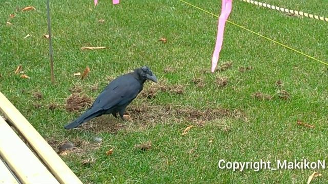 ハシブトガラス：コガネムシの幼虫を食べる23 смотреть онлайн