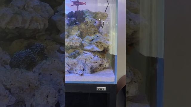 tomini and scoaps tang смотреть онлайн