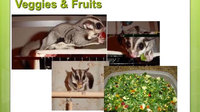 Glider Diet Update 2014 Video смотреть онлайн