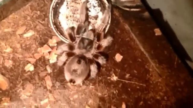 Funny tarantula play with cricket 2 смотреть онлайн
