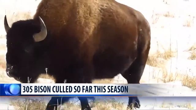 Over 300 bison culled from Yellowstone NP herd this year смотреть онлайн