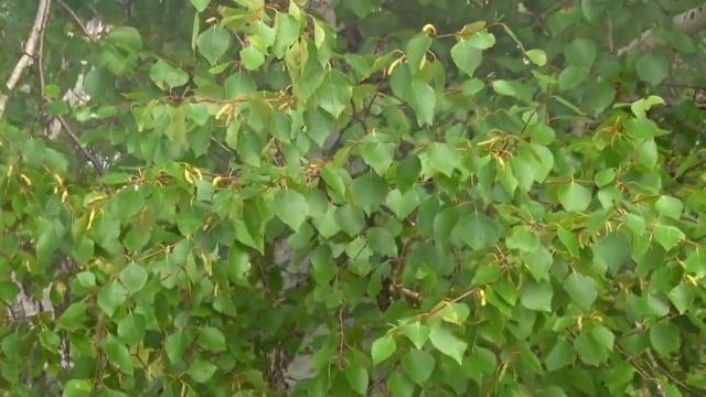 Вокальный ансамбль "Сайдам" - Yчyгэйиэн алааспар. 2015 г. смотреть онлайн