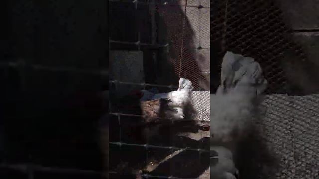 Куры едят беляш смотреть онлайн
