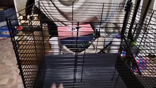 хотела двух крыс, получила... смотреть онлайн