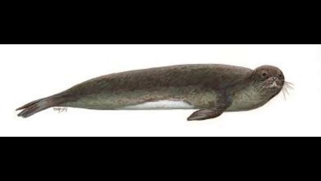 Foca monje del caribe смотреть онлайн