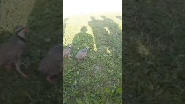 Кабк Чанг Москва Истра смотреть онлайн