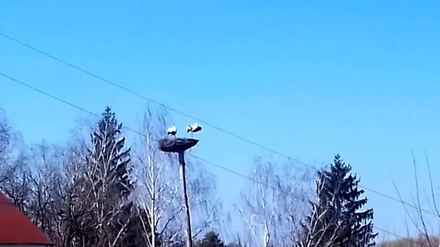 Шлюбний танець лелек смотреть онлайн