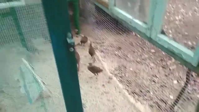 Моя птица(2) смотреть онлайн