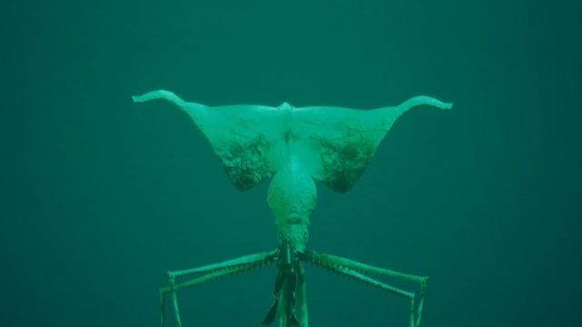 The Bloop Ft. Big Fin Squid Magnapinna - Coffin Dance (Cover)