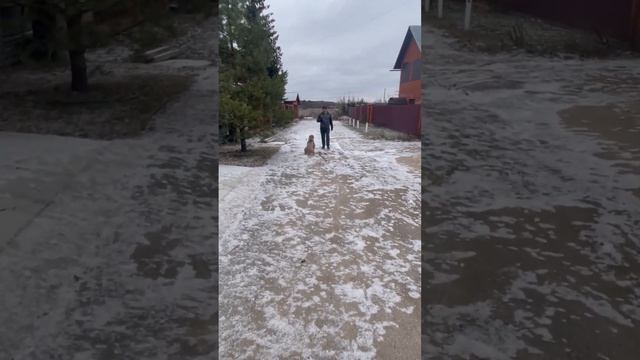 Агрессия на других собак. Решение проблемы. Валерий горелов смотреть онлайн