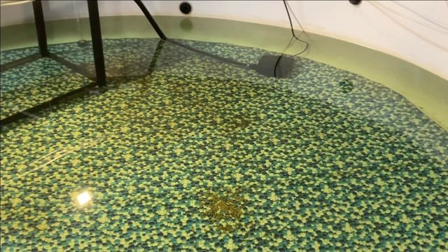 106 карпов КОИ в гараже.Убрали мусор. смотреть онлайн