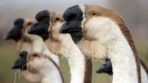 Гуси Большая Львиная Голова