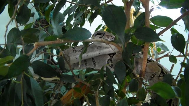 Царь в гостях смотреть онлайн