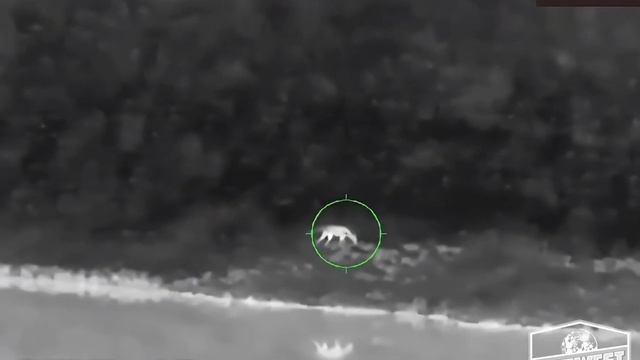 AGM - Adder Thermal Scope 50-384 - Coyote Hunting In High Temps And Humidity