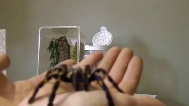 Poecilotheria metallica re-house смотреть онлайн