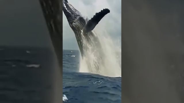 Blue whale real clip and sound смотреть онлайн