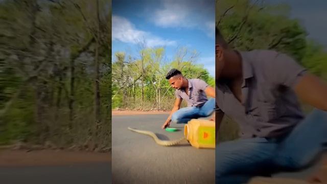 Release rat snake in forest area 🦅🐍 смотреть онлайн