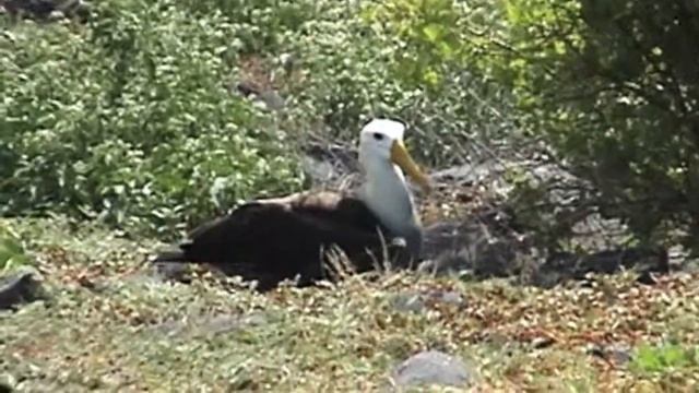 Waved Albatross смотреть онлайн
