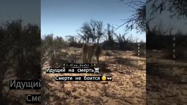ОН НЕ БОИТСЯ СМЕРТИ ЭТО ШОК! смотреть онлайн