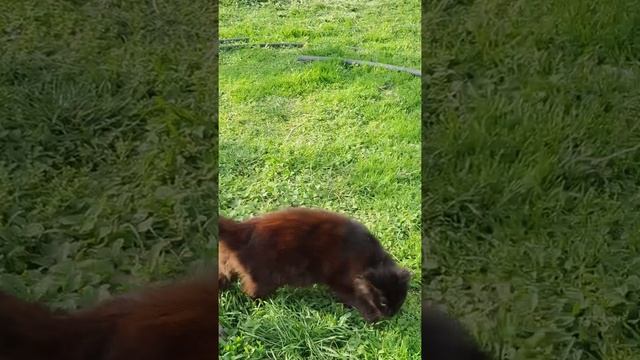 #Shorts Снежуля! смотреть онлайн