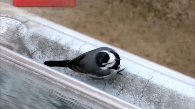 ハクセキレイのセキ助 - 人の威を借るセキ助 смотреть онлайн