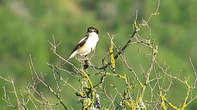 Birds of Morocco: woodchat shrike صرد أحمر القنة смотреть онлайн
