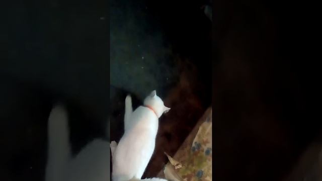 Первая корюшка!)) смотреть онлайн