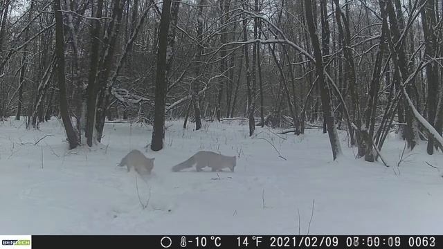 Lis fotopułapka zima. смотреть онлайн