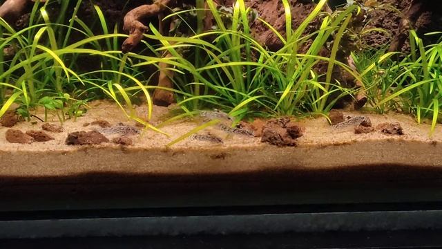 Aspidoras pauciradiatus and Boraras brigittae day 2 смотреть онлайн