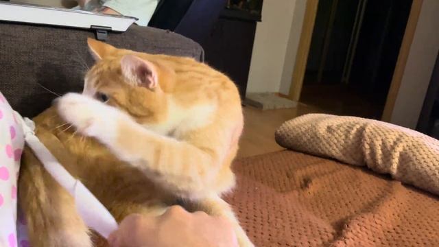 Рыжий кот Гриша очень сильно веселится.    #кот #коты #кошка #веселье #озорство #рыжий #рыжийкот