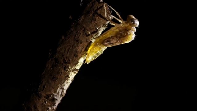 Half life of dragonfly смотреть онлайн