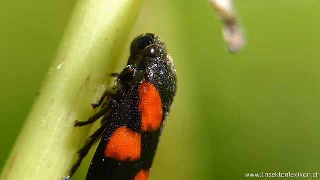Gemeine Blutzikade (Cercopis vulnerata) смотреть онлайн