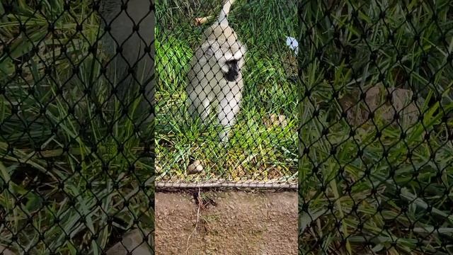 what is that?? #justchatting #monkey #lemur #sandiegozoo #zoo #zoology #zooanimals #animals #animal смотреть онлайн