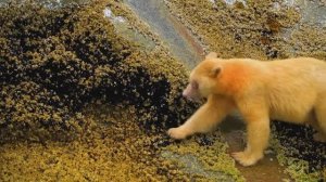 ВИДЕО О ЖИВОТНЫХ, встречи с редкими животными, красивое и познавательное видео