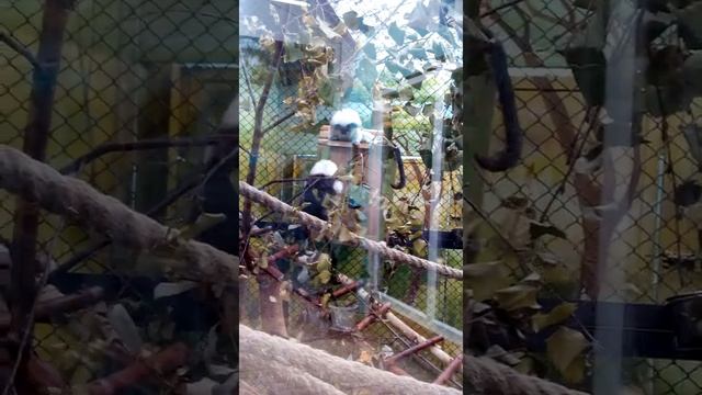 Игры хохлатых братцев-тамаринов смотреть онлайн